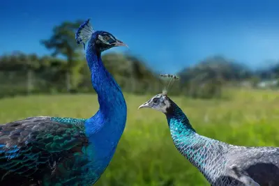two peacocks standing next to each other in a field at Coffee Pickers Village By Hacienda Orosi in Cartago