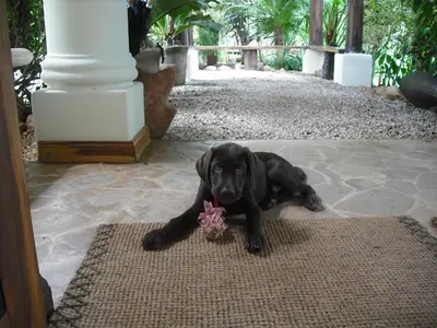 a black dog laying on a rug with a toy at Los Altos de Eros - Adults Only in Playa Avellana