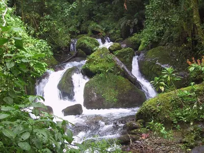 Gallery image of Quetzal Valley Cabins in San Gerardo de Dota