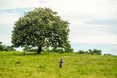 a person riding a bike in a field with a tree at Hacienda Pinilla Vacation Rentals in Tamarindo