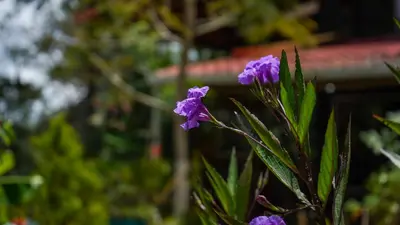 a plant with purple flowers in a garden at Cabaña Ave Del Paraiso in Cartago