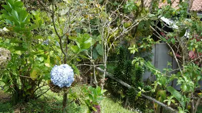 a blue ball on a tree in a garden at Cabaña Ave Del Paraiso in Cartago