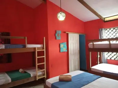 a room with four bunk beds and a red wall at Tortuguero Adventures Beach House in Tortuguero