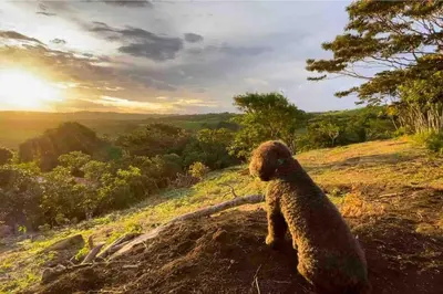 a teddy bear sitting on a hill watching the sunset at Gateway to Paradise in Tilarán