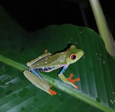 a green frog sitting on a green leaf at Cabaña blue jeans in San Ramón