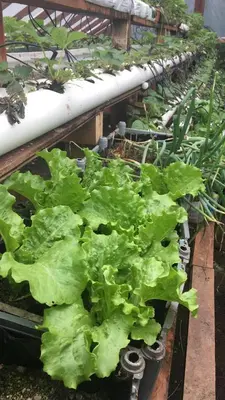 a row of lettuce plants in a greenhouse at Vistaverde Lodge in Monteverde Costa Rica