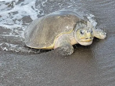 a sea turtle is laying on the beach at Pacific View Condominium in Playa Azul in Playa Azul