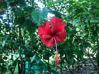 a red flower is hanging from a tree at Pacific View Condominium in Playa Azul in Playa Azul