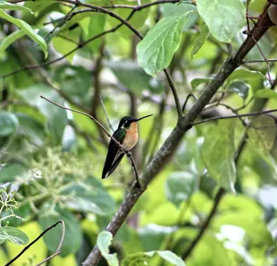 a small bird perched on a tree branch at Curuba Lodge in El Copey