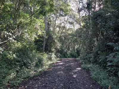 a dirt trail in a wooded area with trees at Curuba Lodge in El Copey