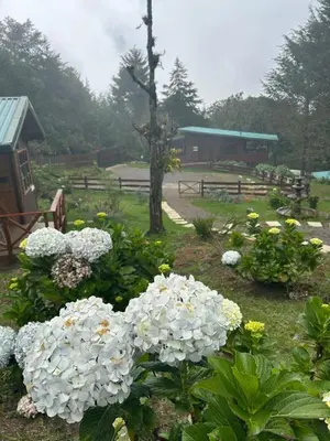 a garden with white flowers in the grass at Curuba Lodge in El Copey
