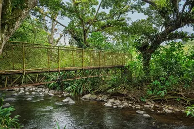 a bridge over a stream in a forest at Hotel Ribera La Paz in San Ramón