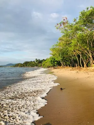 a sandy beach with trees and the water at Casa Ophelia in Tamarindo