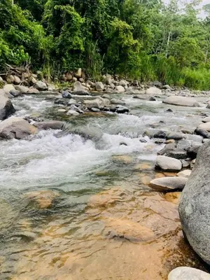 a stream of water with rocks and trees at Macaw Villa - Riverfront With A Pool in Uvita