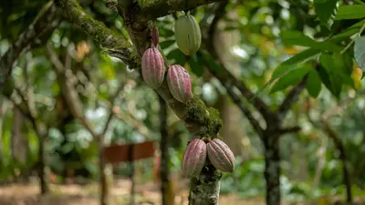 a bunch of flowers on a tree branch at Eden Organic Farm & Bungalows in Fortuna