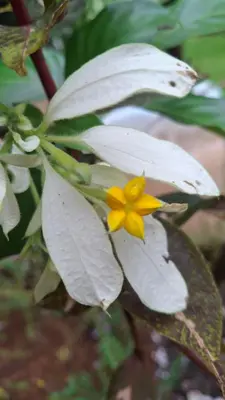 a yellow flower on a plant with green leaves at Vista Alta Ecolodge Bahia Drake in Drake