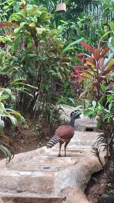 a peacock standing on rocks in a garden at Vista Alta Ecolodge Bahia Drake in Drake