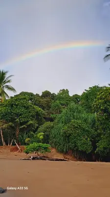a view of a beach with trees and the ocean at Vista Alta Ecolodge Bahia Drake in Drake