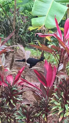 a black bird standing in the middle of plants at Vista Alta Ecolodge Bahia Drake in Drake