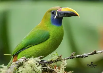 a green bird sitting on a tree branch at Cabaña El Descanso #1, Macho Mora Mountain Lodge in Alaska