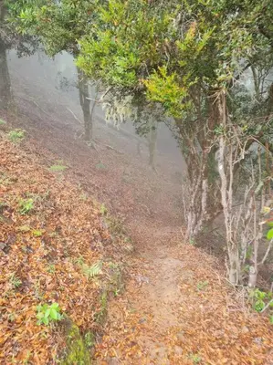 a dirt road with trees and leaves on a hill at Cabaña El Descanso #1, Macho Mora Mountain Lodge in Alaska