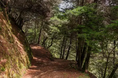a dirt trail in a forest with trees at Cabaña El Descanso #1, Macho Mora Mountain Lodge in Alaska