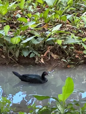 a black duck swimming in the water at Cabañas Del Lago . Bungalows in San Ramón