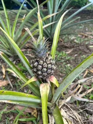 a pineapple growing on a plant in the grass at Cabañas Del Lago . Bungalows in San Ramón