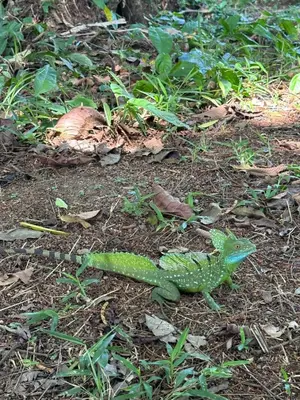 a green lizard on the ground in the grass at Cabañas Del Lago . Bungalows in San Ramón