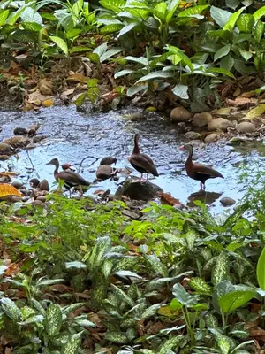 a group of ducks standing in a stream at Cabañas Del Lago . Bungalows in San Ramón