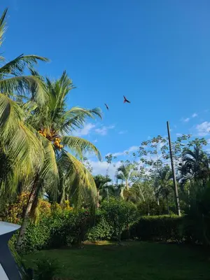 a view of a yard with palm trees and bushes at Pura Vida - Villa Elenita in Parrita