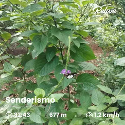 a plant with a purple flower in a garden at Breezes Ecolodge in San Ramón