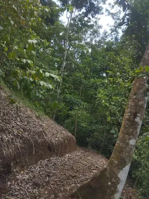 a dirt road in the middle of a forest at Breezes Ecolodge in San Ramón