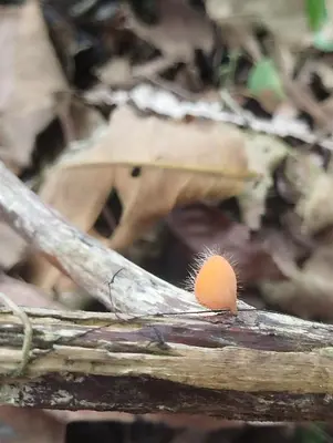 a worm sitting on top of a piece of wood at Breezes Ecolodge in San Ramón