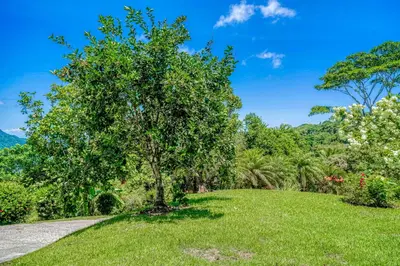 a tree on the side of a grassy hill at Casa Garrobo in Dominical