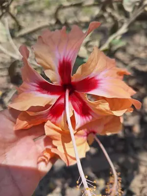 a close up of a flower on the ground at Nanku Nimbu Casa-Bus equipada cerca de playas in Sámara