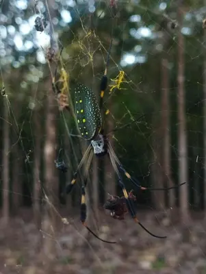a large black and yellow spider in its web at Nanku Nimbu Casa-Bus equipada cerca de playas in Sámara