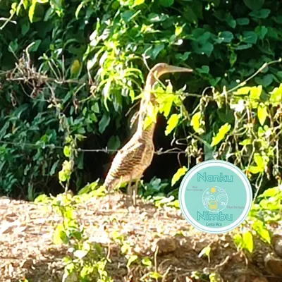 a bird standing on the ground next to a bush at Nanku Nimbu Casa-Bus equipada cerca de playas in Sámara