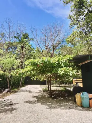 a leafy tree in a driveway next to a house at Nanku Nimbu Casa-Bus equipada cerca de playas in Sámara
