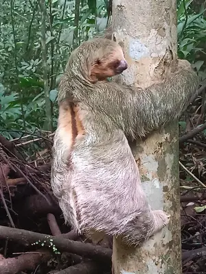 a sloth climbing a tree in a tree at El Valle Mineral Springs in San Ramón