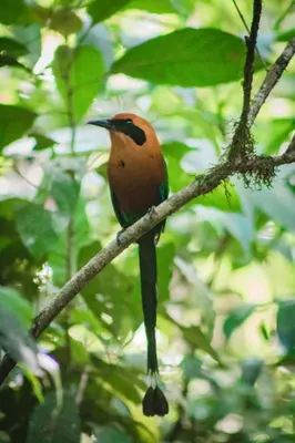 a small bird sitting on a tree branch at El Valle Mineral Springs in San Ramón
