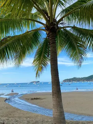 a palm tree sitting on a beach next to the ocean at Stylish & Comfortable Condo with Balconies in Liberia