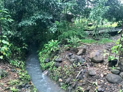 a stream in the middle of a forest at Finca Bambú Del Valle in Santa Clara