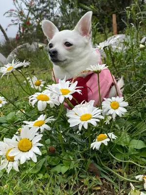 a small white dog sitting in a field of flowers at Cabaña Mamá Elia in Trinidad