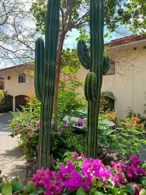 a large green cactus in a garden with flowers at Oceanview Rancho with Two bedroom & Two baths in Coco