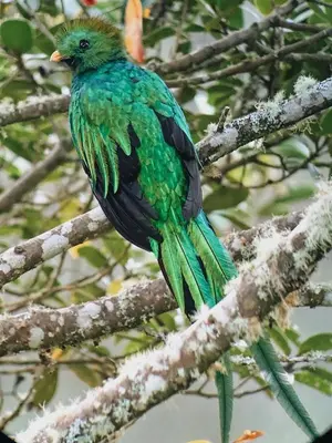 a green bird sitting on a tree branch at Trogon Lodge in San Gerardo de Dota