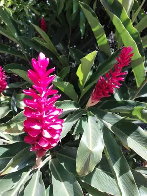 two pink flowers on a plant with green leaves at Casita Mar Y Posa in Potrero