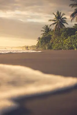 a beach with palm trees and the ocean at Casi el Cielo - by Pura Villas in Uvita