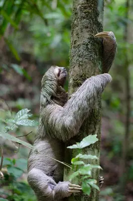 a sloth climbing a tree in the woods at Casi el Cielo - by Pura Villas in Uvita