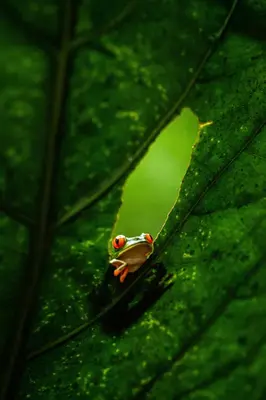 a small frog sitting on a green leaf at Hacienda Jaguar - by Pura Villas in Ojochal